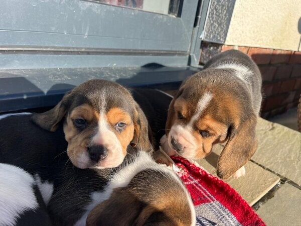 Health Tested Beagle Puppies