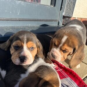 Health Tested Beagle Puppies | PostAds PH