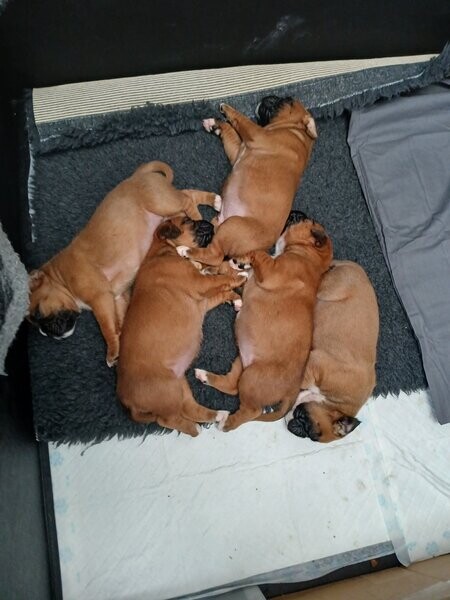 Beautiful Boxer puppies for sale