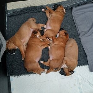 Beautiful Boxer puppies for sale | PostAds PH