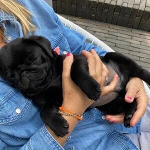 pug puppies for rehoming | PostAds PH