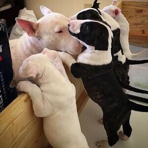 outstanding Bullterrier Puppies | PostAds PH