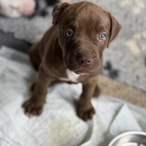 Boerboel Puppies Available | PostAds PH