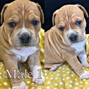 Blue Staffordshire Bull Terrier puppy | PostAds PH
