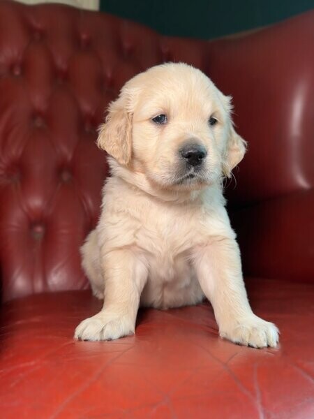 Golden Retriever Puppies