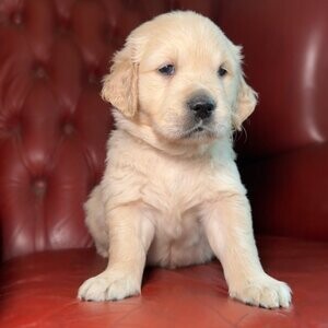 Golden Retriever Puppies | PostAds PH