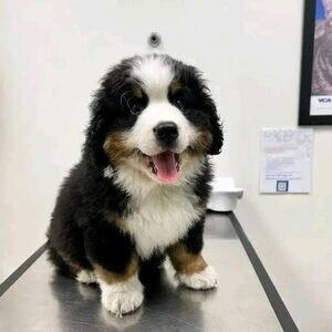 Bernese Mountain puppy..viber.+639463422605 | PostAds PH