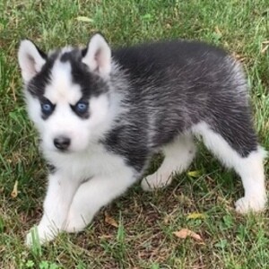 or air. Siberian Huskys..viber.+639463422605 | PostAds PH