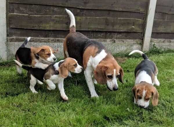 Beagle.They are not mixed with ..viber.+639463422605