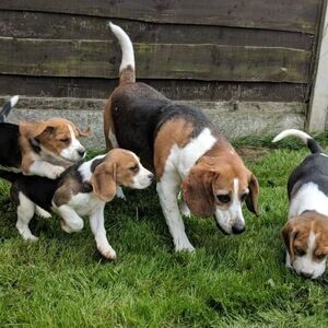 Beagle.They are not mixed with ..viber.+639463422605 | PostAds PH