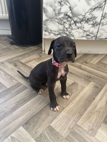My beautiful great dane female..viber.+639463422605