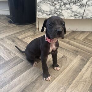 My beautiful great dane female..viber.+639463422605 | PostAds PH