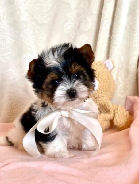 Yorkshire Terrier puppies looking for loving ..viber.+639463422605