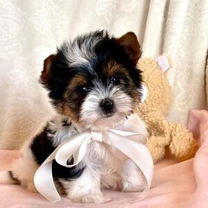 Yorkshire Terrier puppies looking for loving ..viber.+639463422605 | PostAds PH