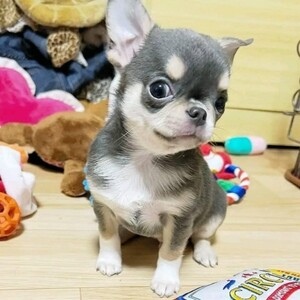 Our precious Chihuahua..viber.+639463422605 | PostAds PH