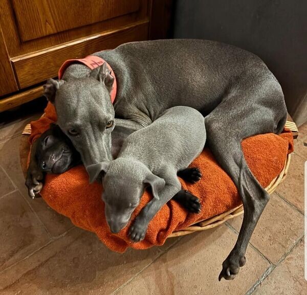  purebred blue Italian Greyhound  puppies..viber.+639463422605