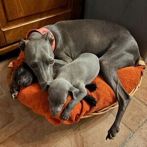 purebred blue Italian Greyhound puppies..viber.+639463422605 | PostAds PH