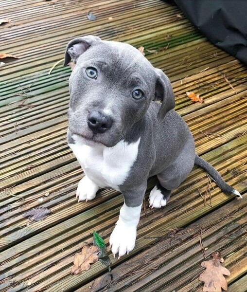  Cane Corso puppy available..viber.+639463422605