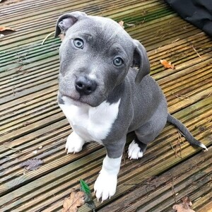 Cane Corso puppy available..viber.+639463422605 | PostAds PH