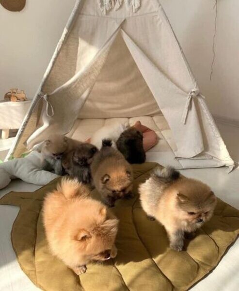 Our Pomeranian  puppies..viber.+639463422605