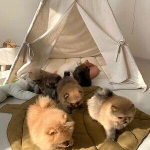 Our Pomeranian puppies..viber.+639463422605 | PostAds PH