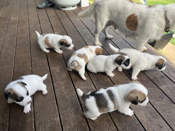Jack Russell Puppies..viber.+639463422605