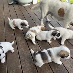 Jack Russell Puppies..viber.+639463422605 | PostAds PH