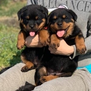 Rottweiler-pups..viber.+639463422605 | PostAds PH