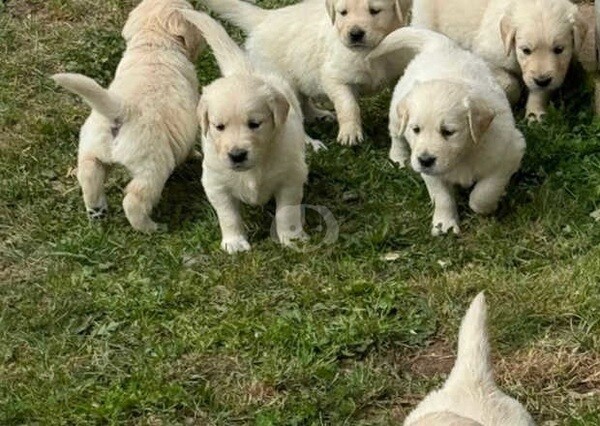 Goldenn Retriever puppiess..viber.+639463422605