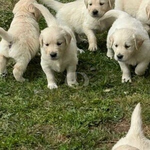 Goldenn Retriever puppiess..viber.+639463422605 | PostAds PH