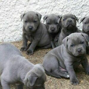 Blue Staffordshire Bull Terrierr puppies..viber.+639463422605 | PostAds PH
