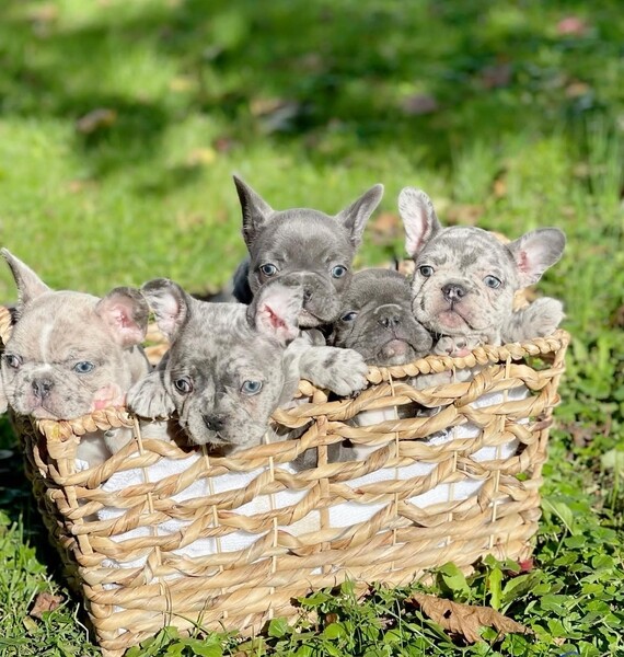 Adorable French Bulldog Puppies Readyy ..viber.+639463422605