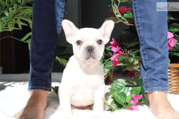 Beautiful  Puppies French Bulldog...viber.+639463422605