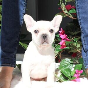 Beautiful Puppies French Bulldog...viber.+639463422605 | PostAds PH