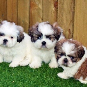 Beautiful Shih Tzuu puppies..viber.+639463422605 | PostAds PH