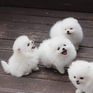 Two Awesome T-Cupp Pomeranian Puppies..viber.+639463422605 | PostAds PH