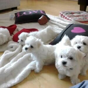 Maltese pups..viber.+639463422605 | PostAds PH