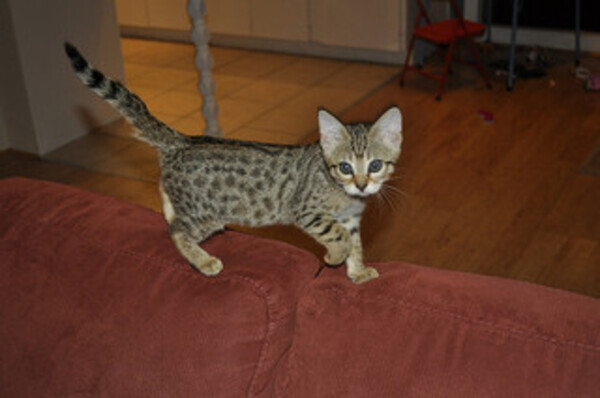 Healthy savanna kittens