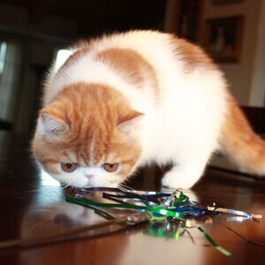 Healthy Exotic Shorthair kittens | PostAds PH