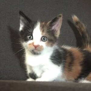 Healthy Munchkin kittens | PostAds PH