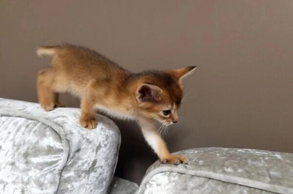 Healthy Abyssinian Kittens