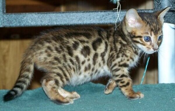 Healthy Bengal kittens