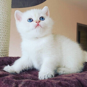 Healthy Ragdoll kittens | PostAds PH