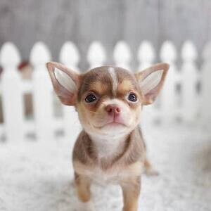 Chihuahua puppies xz WhatsApp me : ( +63 985 762 7466 ) | PostAds PH
