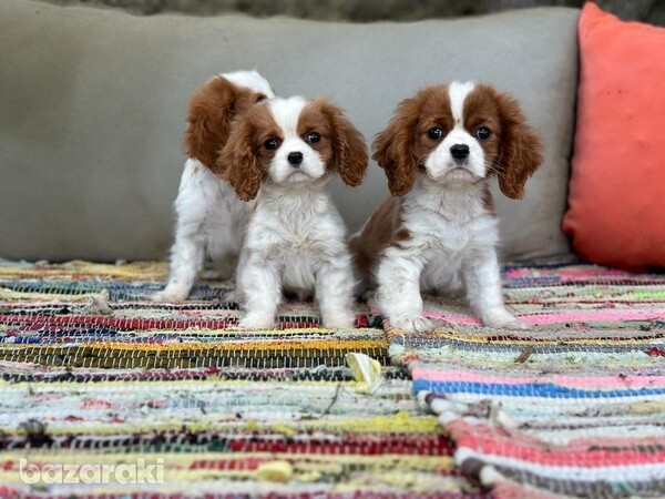  Cavalier King Charles puppies V  WhatsApp me : ( +63 985 762 7466 )