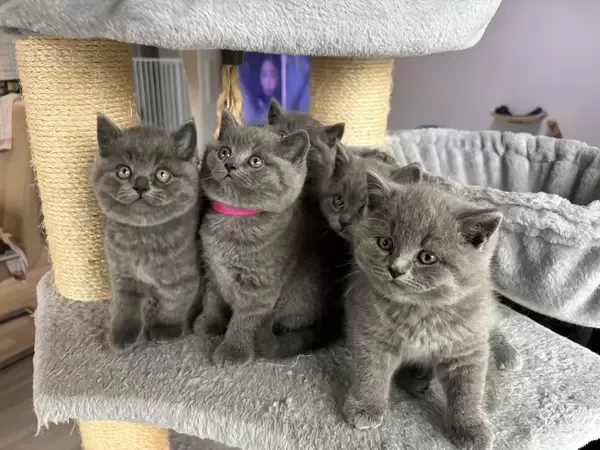  british shorthair kittens  V  WhatsApp me : ( +63 985 762 7466 )