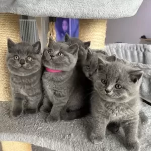 british shorthair kittens V WhatsApp me : ( +63 985 762 7466 ) | PostAds PH