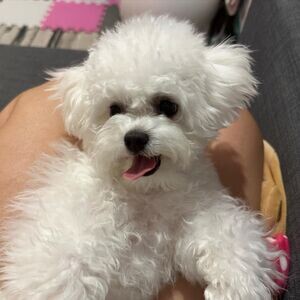 Bichon Frise Puppies V WhatsApp me : ( +63 985 762 7466 ) | PostAds PH