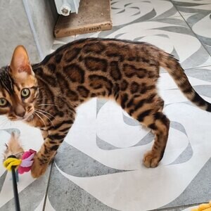Bengal Kittens V WhatsApp me : ( +63 985 762 7466 ) | PostAds PH