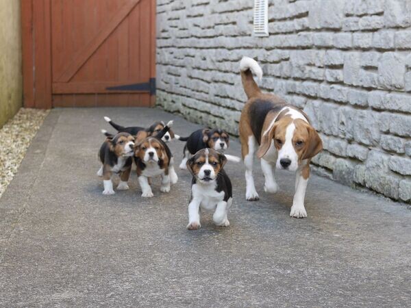  Beagle Puppies for Adoption  V WhatsApp me : ( +63 985 762 7466 )